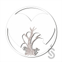 Drzewo serce - Baza pod Chrobotek